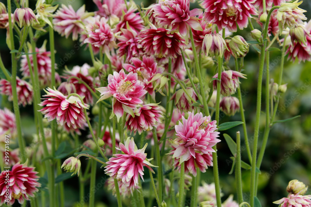 Fototapeta premium aquilegias roses multi-feuilles