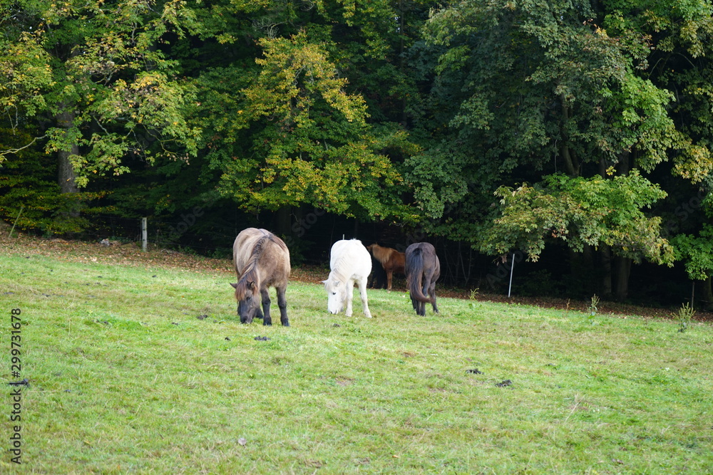 Obraz premium Pferde