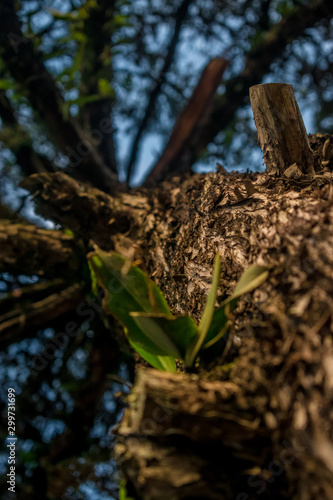 A tree 