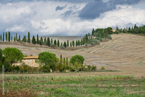 rural scenary in tuscany with cypress tree
