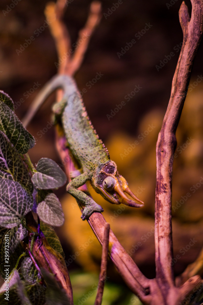 Fototapeta premium Lizard is busy closeup on the background of bushes.