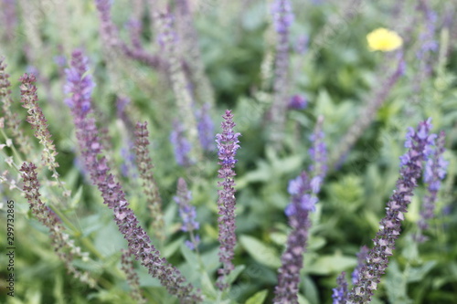 Steppensalbei Ostfriesland  Salvia nemerosa - lamiaceae