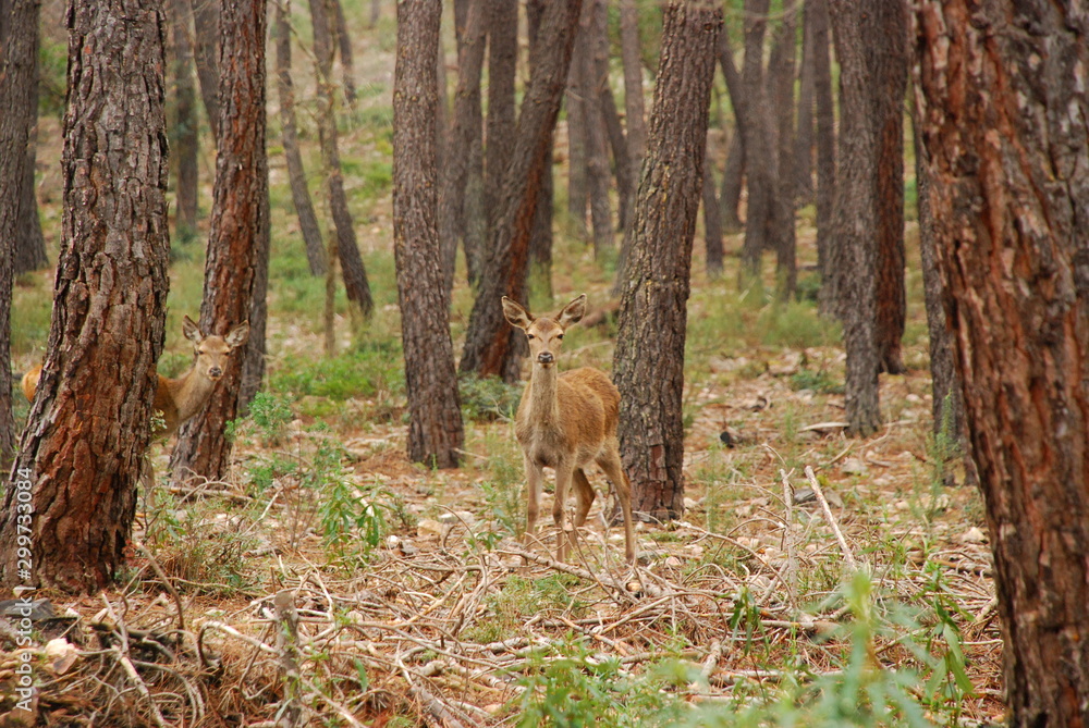 Naklejka premium beautiful landscape