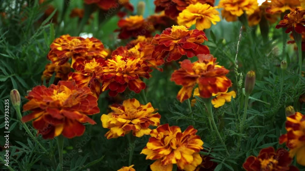 Nature. Wind waves flowers of yellow-red-orange marigold in autumn meadow. Floral background Nature. Wind waves flowers of yellow-red-orange marigold in autumn meadow. Floral background