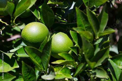 Fruits of citrus orange tree branches closeup shot.