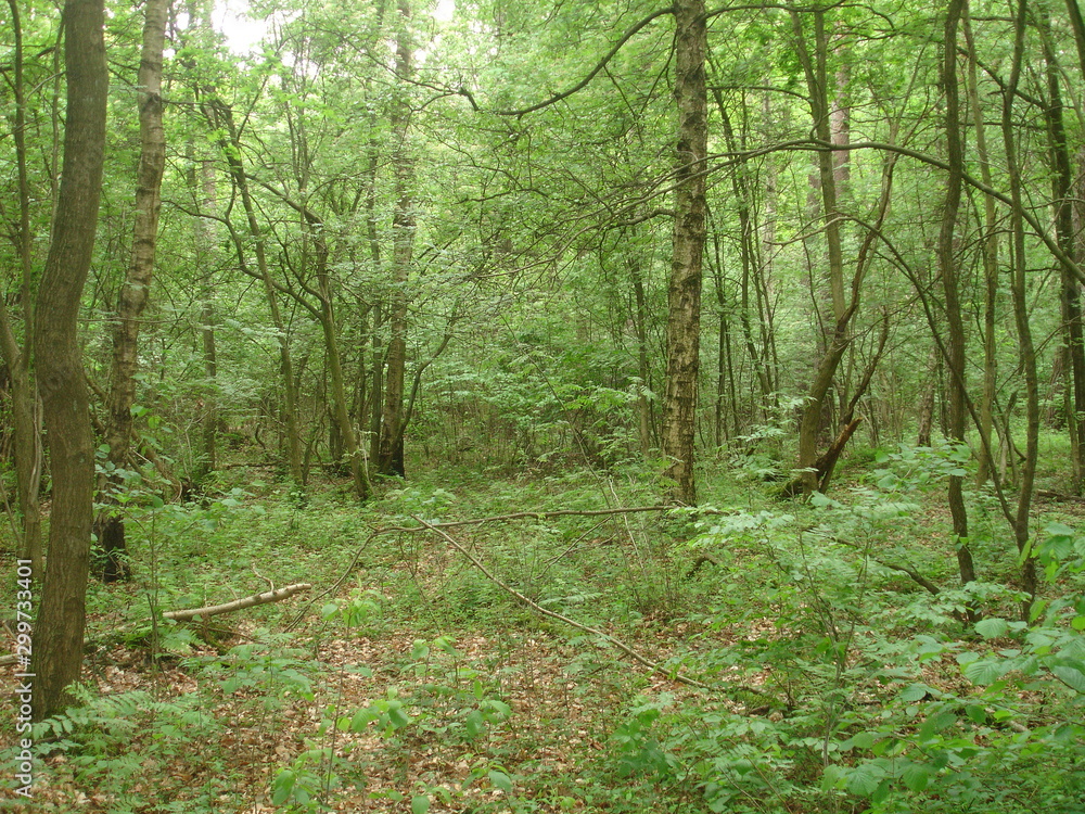Fototapeta premium Wald_005