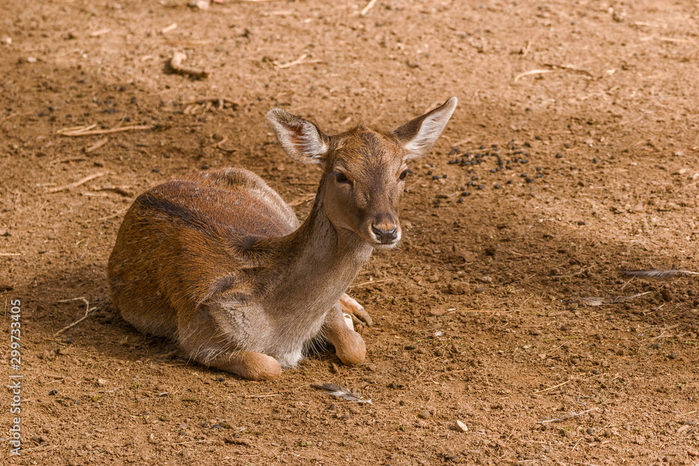 Fototapeta premium Roe deer, Capreolus capreolus, sitting on the ground on an autumn morning.