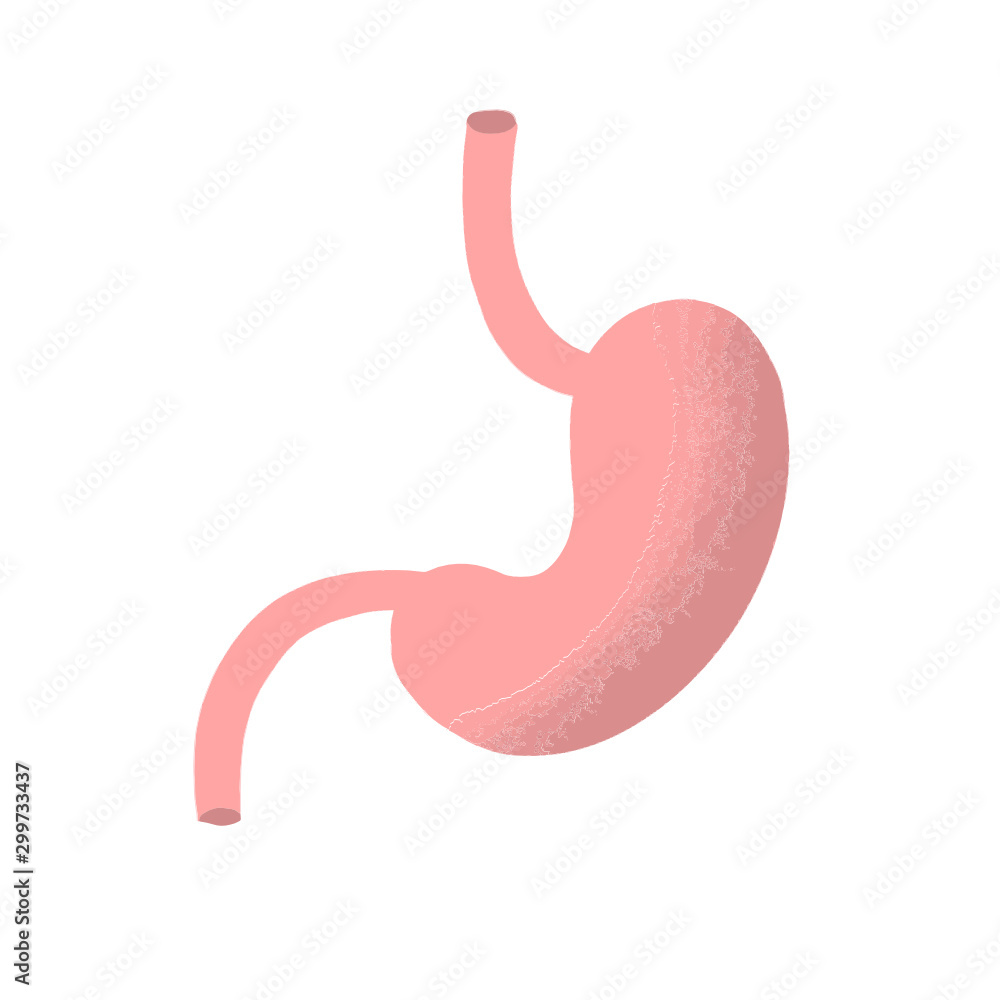 Human stomach anatomy icon. flat cartoon style. bright and cute. Isolated on white background. vector illustration. Human stomach anatomy icon. flat cartoon style. bright and cute. Isolated on white background. vector illustration.
