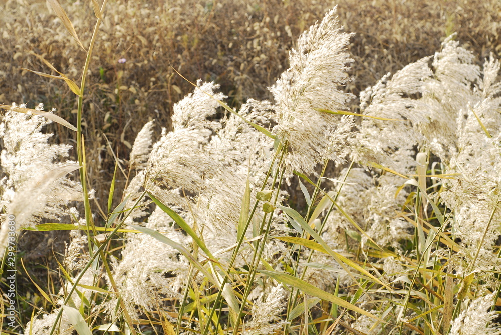 reeds are swaying in the high wind reeds are swaying in the high wind