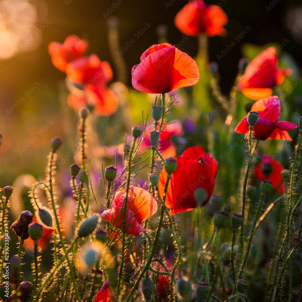 Fototapeta premium field of red poppies