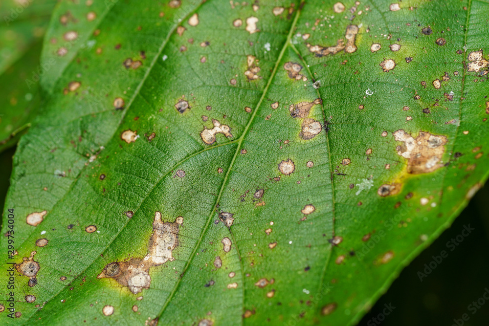 Symptoms of rust leaf disease caused by rust Puccinia Symptoms of rust leaf disease caused by rust Puccinia