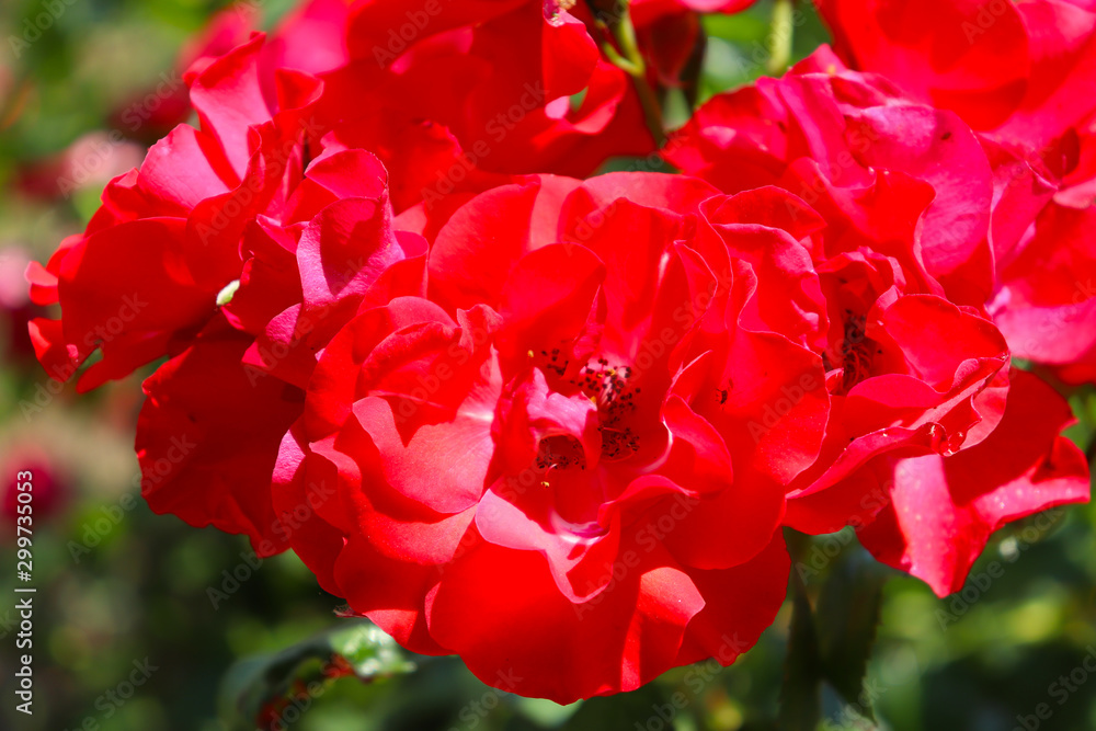 Red floribunda roses from nature Red floribunda roses from nature