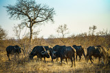 african buffalos in kruger national park, mpumalanga, south africa 14