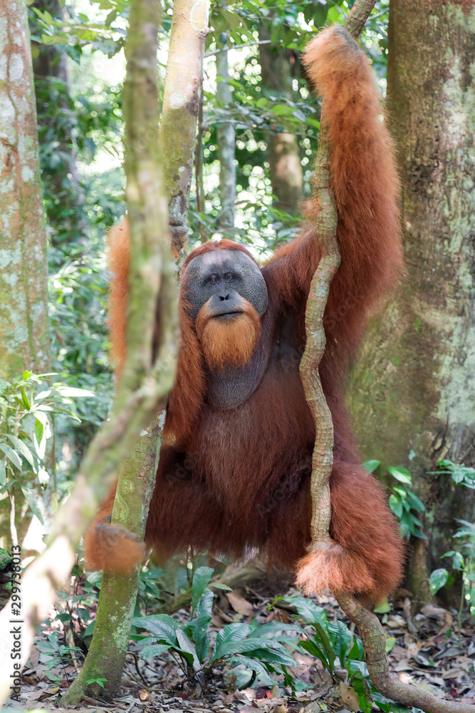 Naklejka premium Beautiful male Sumatran Orangutan (Pongo abelii) during a ecotourism jungle hike in Gunung Leuser National Park, Bukit Lawang, Sumatra, Indonesia