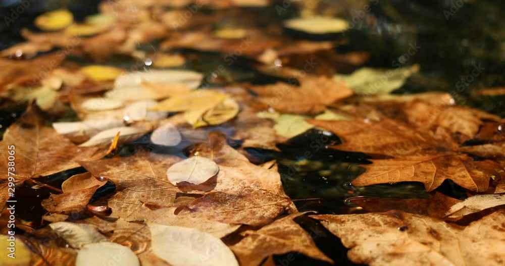 fallen autumn foliage on the surface of the water that slowly waves.4K video fallen autumn foliage on the surface of the water that slowly waves.4K video