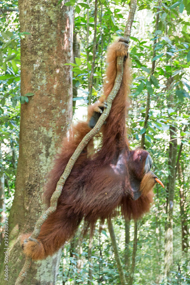 Fototapeta premium Beautiful male Sumatran Orangutan (Pongo abelii) during a ecotourism jungle hike in Gunung Leuser National Park, Bukit Lawang, Sumatra, Indonesia