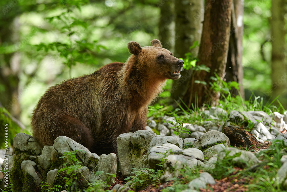 Naklejka premium Wild brown bear (Ursus arctos) close up
