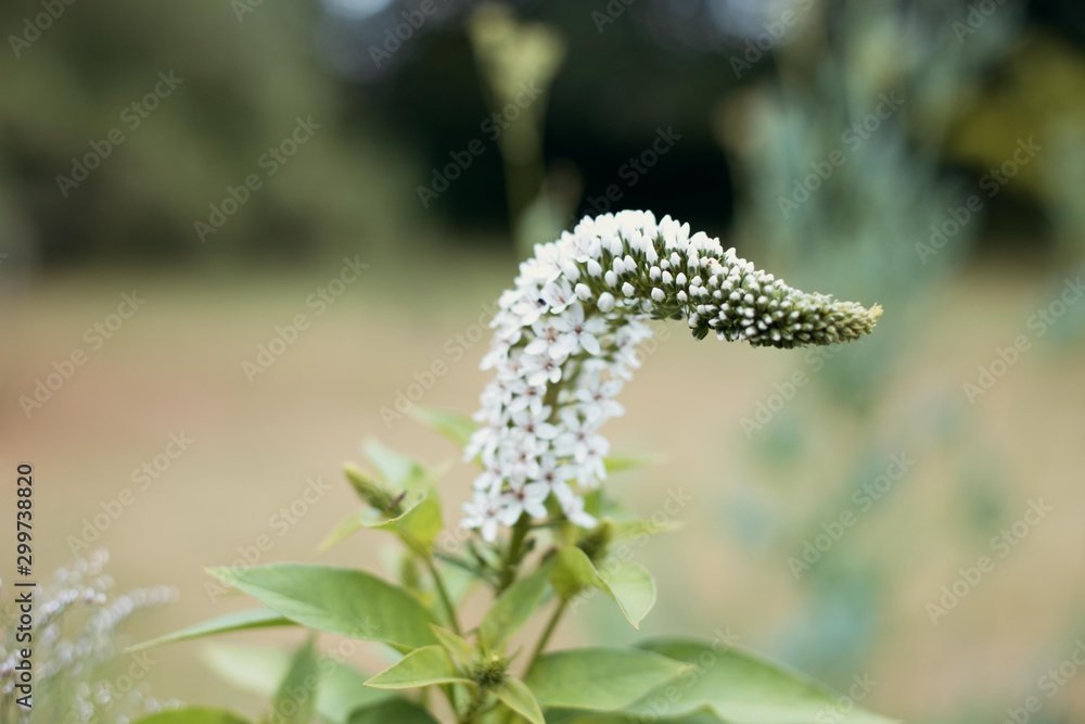 Exotische Blüte