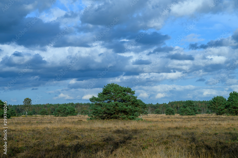 Autumn in North Brabant, landscape with Kempen forest and moorland in October, Netherlands