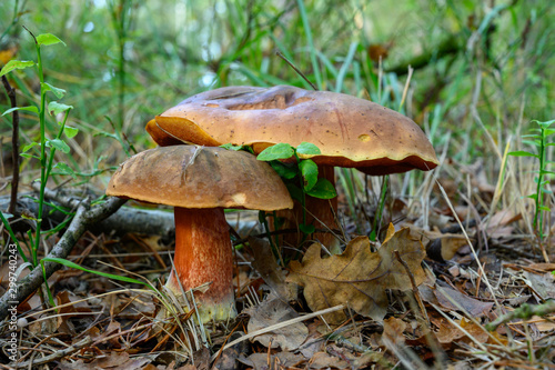 Forest mushrooms growing in Kempen forest, North Brabant, Netherlands