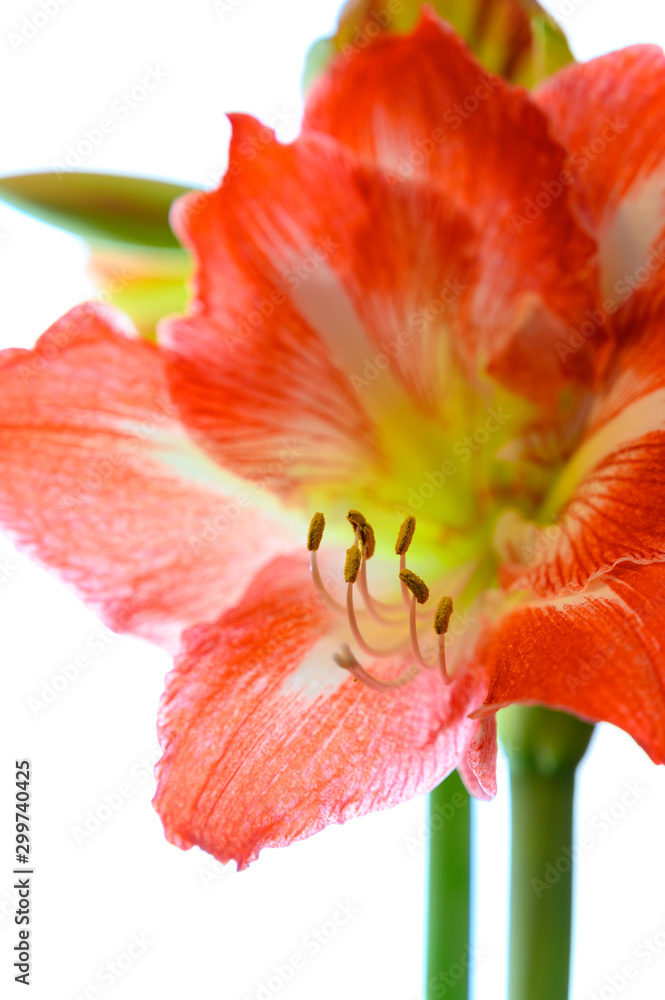Winter flower big red and white Hippeastrum amaryllis close up