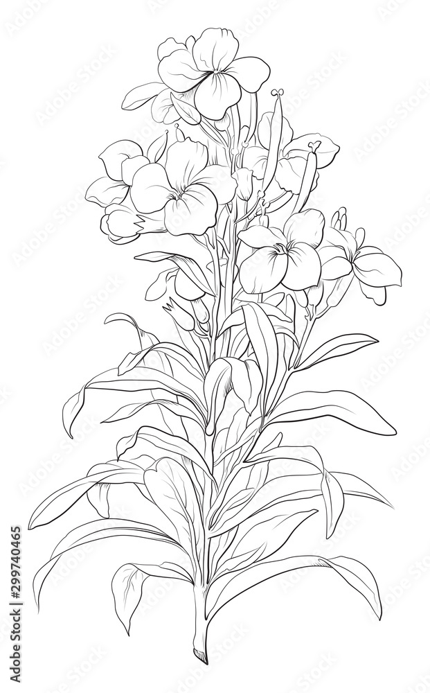 Highly detailed hand drawn flower isolated on white background Highly detailed hand drawn flower isolated on white background