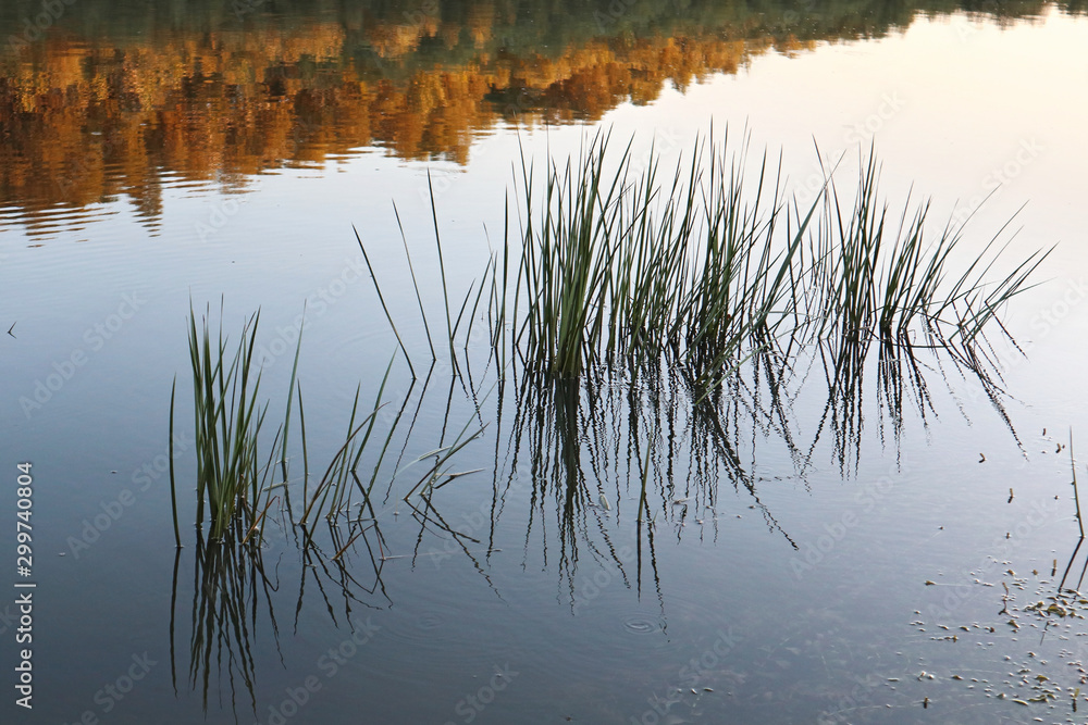 Glass river surface water plant grass reflection. Blue sky and water and central beautiful scenic tranquill sunset macro Glass river surface water plant grass reflection. Blue sky and water and central beautiful scenic tranquill sunset macro