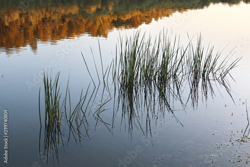 Glass river surface water plant grass reflection. Blue sky and water and central beautiful scenic tranquill sunset macro
