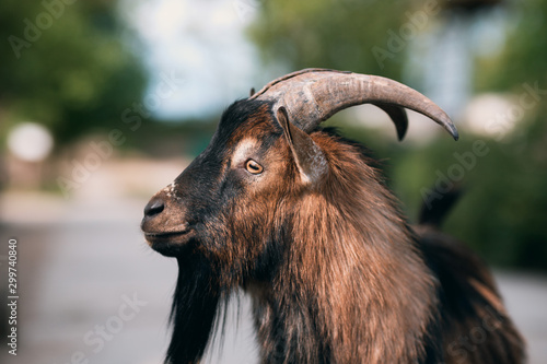 Ziege Tierpark Greifswald