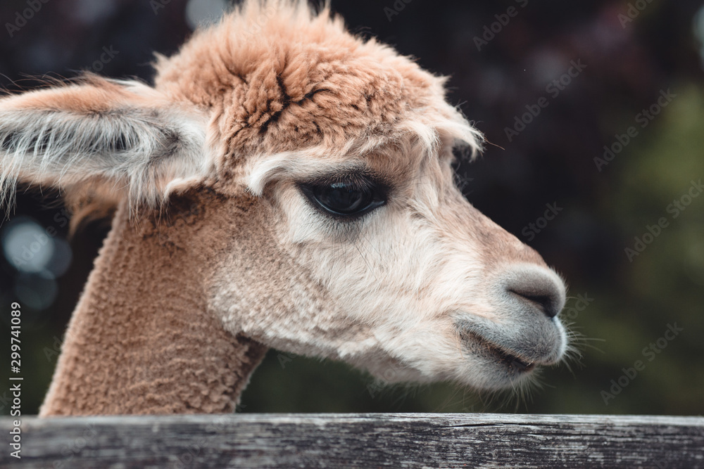 Obraz premium Lama Tierpark Greifswald