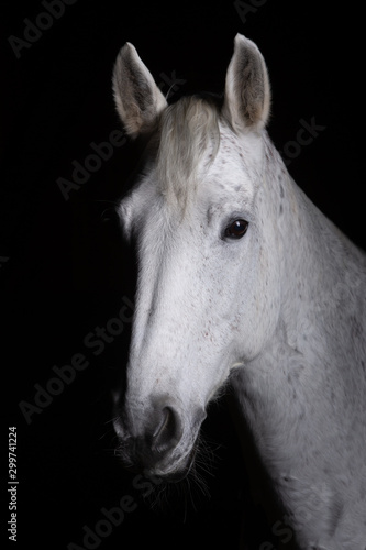 Horse head photographed in front of a black background and slit from one side.. © RD-Fotografie