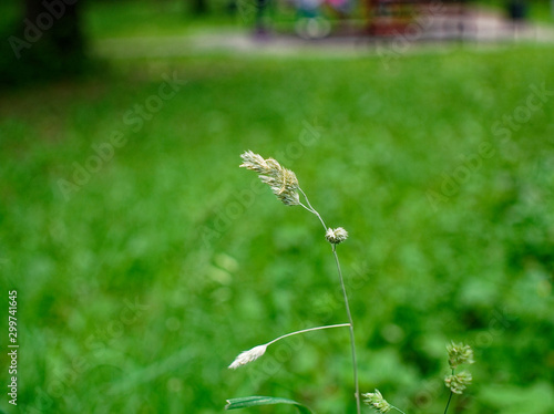 wild grass in the Park in summer, Moscow.