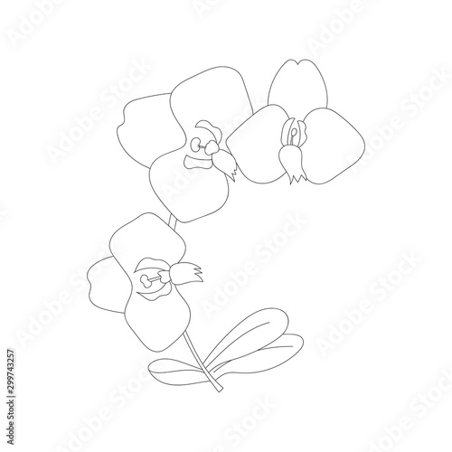 Orchid flower vector outline illustration.