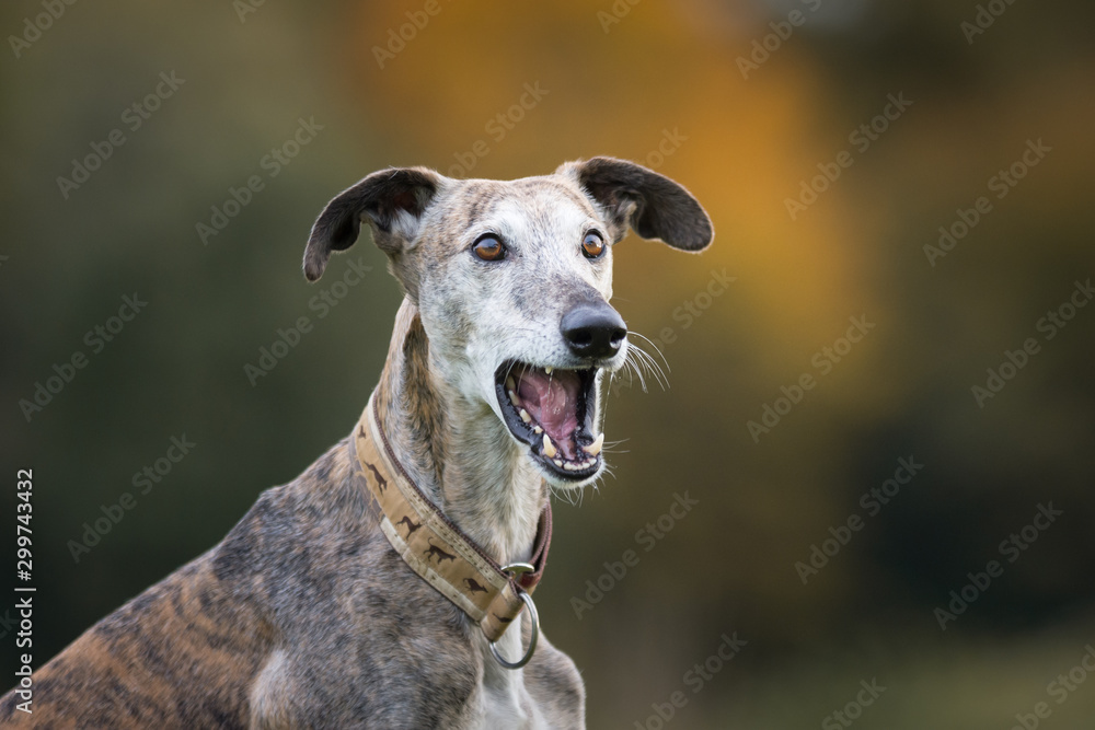 Hund mit geöffnetem Maul