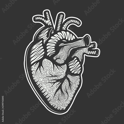 Vector hand dra style illustration for posters, decoration and print. Drawn sketch of anatomical heart in monochrome isolated on white background. Detailed vintage woodcut style drawing. Graphic.