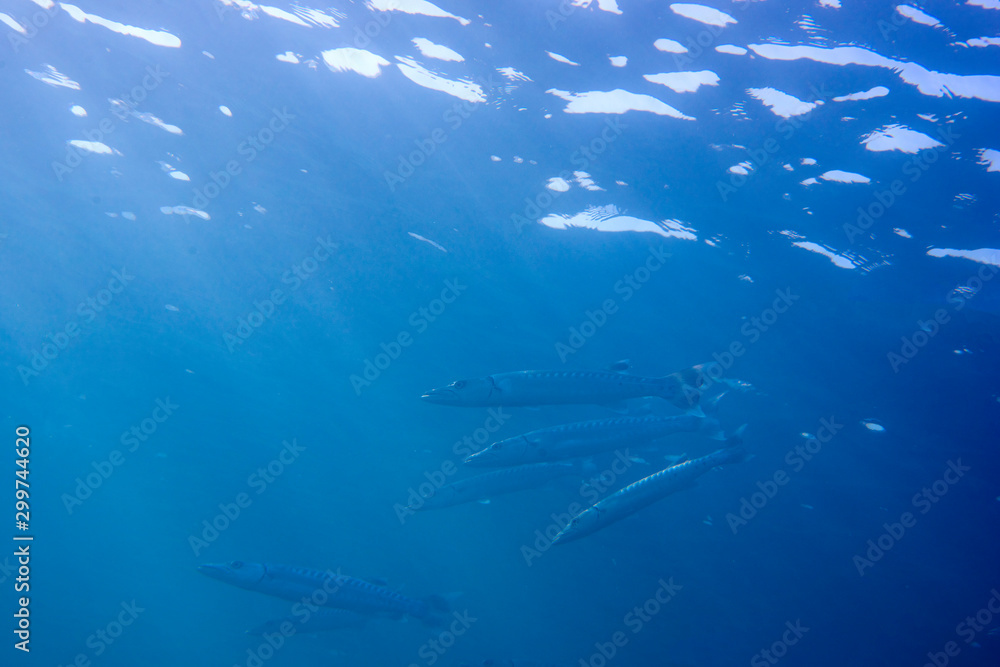 Fototapeta premium barracudas