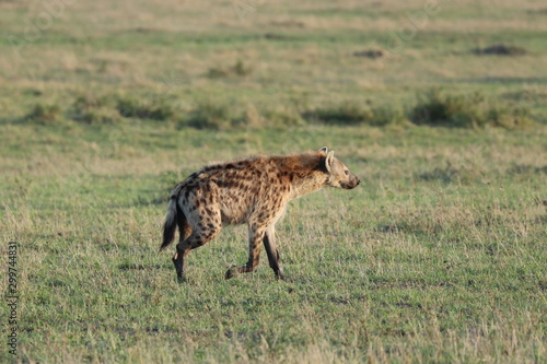 Spotted hyena  crocuta crocuta  in the african savannah.