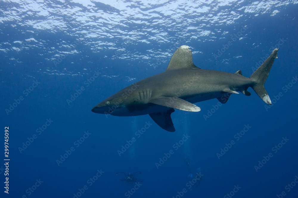 Fototapeta premium Longimanus shark
