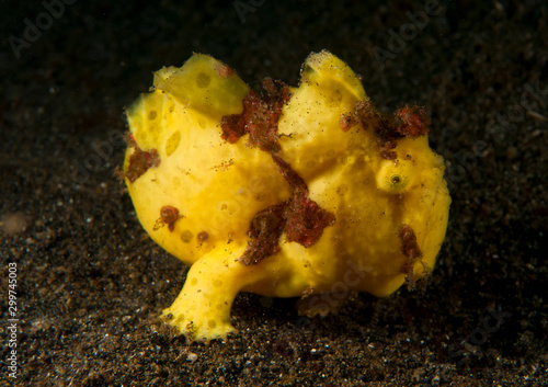 Dwarf painted frogfish