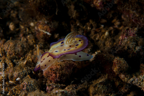 Cute sea slug