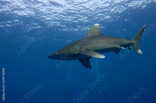Longimanus shark