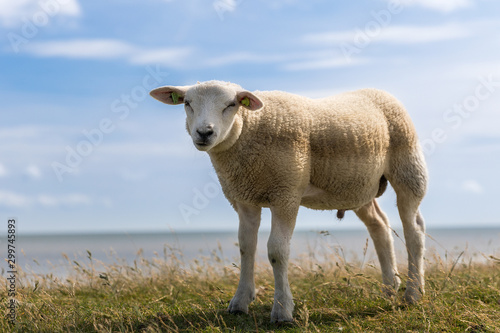 Fototapeta Naklejka Na Ścianę i Meble -  Young sheep lamb standing in grass on the dike with sea on background