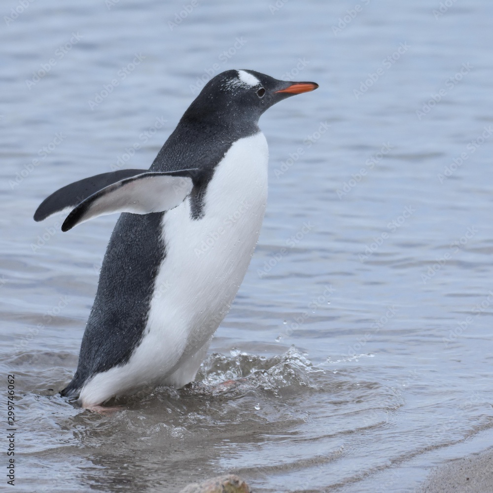 Fototapeta premium manchot sortant de l'eau
