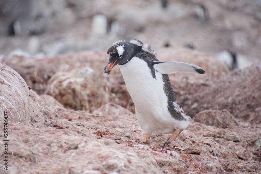 Fototapeta premium manchot construit son nid
