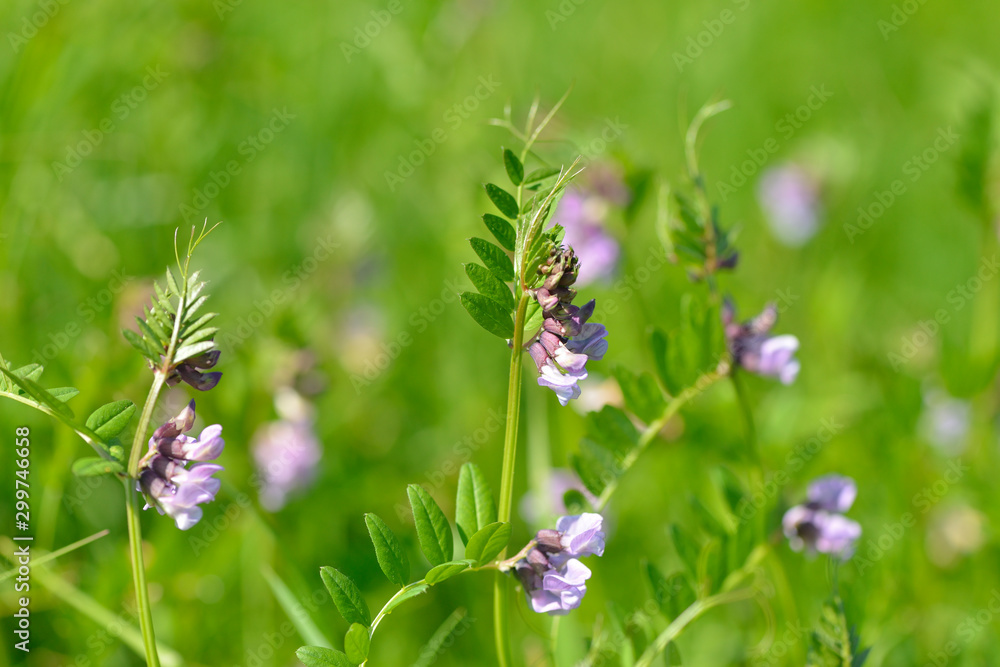 Zaun-Wicke (Vicia sepium) Zaun-Wicke (Vicia sepium)