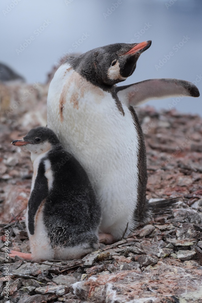 Naklejka premium jeune poussin manchot