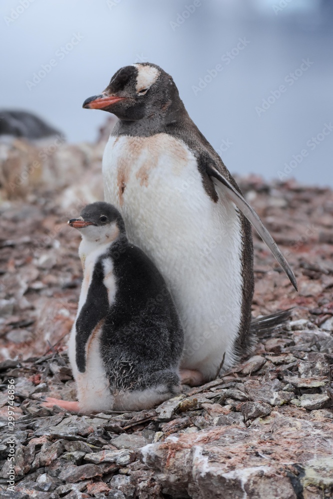 Naklejka premium manchot et son poussin en antarctique
