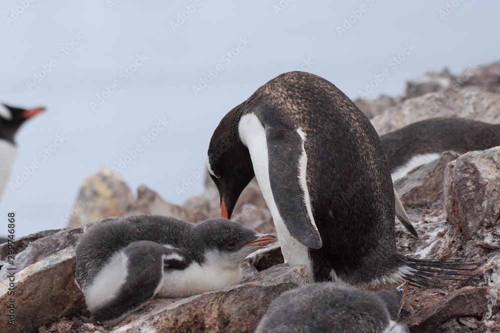 Fototapeta premium manchot d'antarctique et son poussin