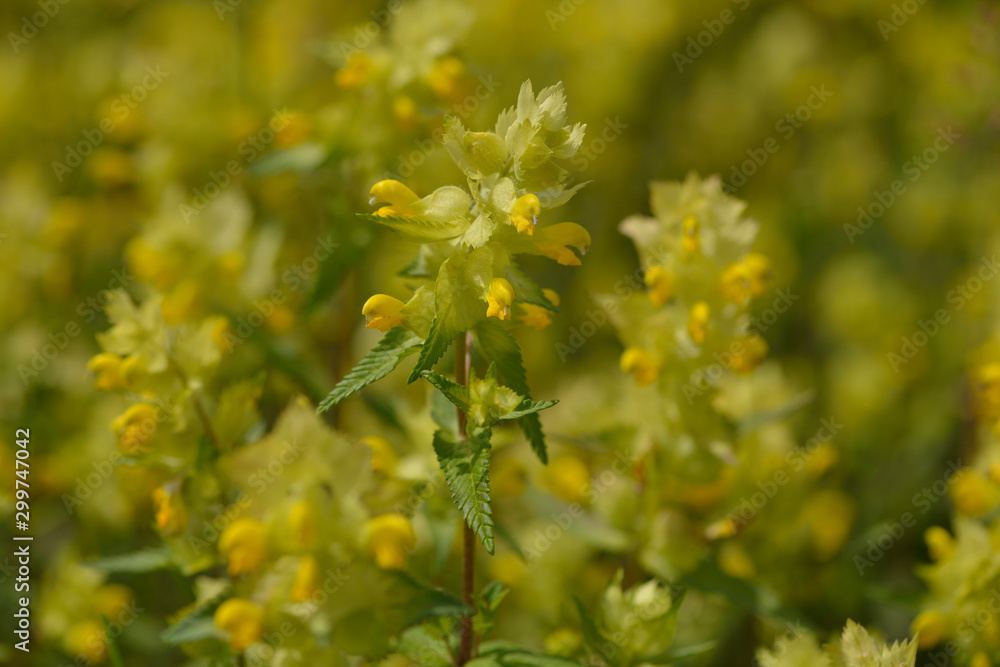 Zottiger Klappertopf (Rhinanthus alectorolophus) Zottiger Klappertopf (Rhinanthus alectorolophus)