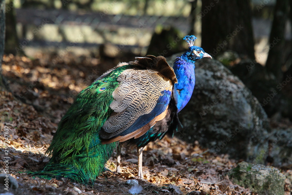 Fototapeta premium pfau